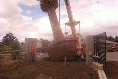 Acacia Landscaping