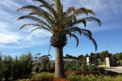 Acacia Landscaping