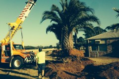 Acacia Landscaping