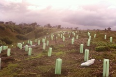 Acacia Landscaping