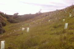 Acacia Landscaping